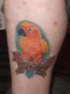 tattoo of my late sun conure birdy