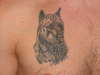pitbull tattoo