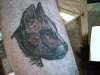 pit bull tattoo