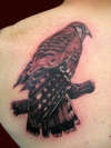 American Kestrel falcon tattoo