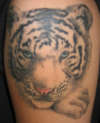 WHITE TIGER tattoo