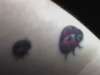 ladybugs tattoo