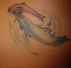 Dolphins tattoo