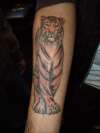 Tiger finished tattoo