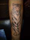 Tiger stage 1 tattoo