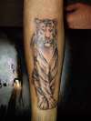 Tiger stage 2 tattoo