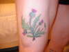 The Thistle of Alba tattoo