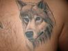 wolf tattoo