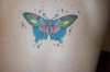 Sailor Jerry Butterfly tattoo