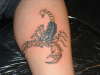 scorpion tattoo