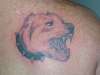 pitbull tattoo