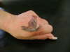 Butterfly tattoo
