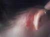 Treble clef behind right ear. tattoo