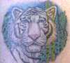 Tiger tattoo