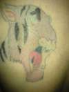 Tiger (2nd Sitting) tattoo