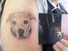 pitbull tattoo