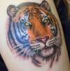SAVE THE TIGER!!! tattoo