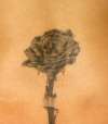 Rose tattoo