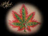 SLICKRICK tattoo