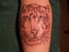 Tiger tattoo