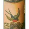 Sailor Jerry Swallow by Tony (Lost Boy Tattoos) @ Anchors Aweigh