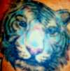 TIGER tattoo