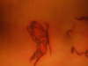 butterfly tattoo