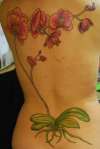 Phalaenopsis tattoo