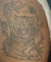 Tiger tattoo