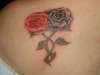 2 roses tattoo