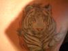 White Tiger tattoo