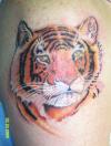 tiger tattoo