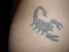 scorpion tattoo