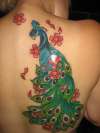 Peacock1 tattoo