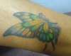Fairyfly tattoo