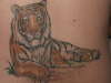 Tiger on my lower back tattoo