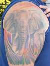 Elephant, with background and color tattoo