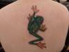 red eyed tree frog tattoo
