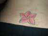 Plumeria tattoo