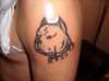 Pitbull tattoo