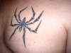 spider tattoo