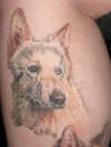 My White Long Haired German Shepherd Dog tattoo