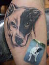 bullterrier pup portrait! tattoo