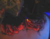 black light tattooing