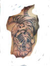 sleeping tiger tattoo