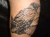 Raven 2 tattoo