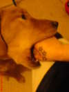Three Star Tattoo