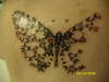 Shattered Butterflies tattoo