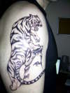 tiger....1st session tattoo