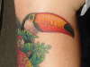 TOUCO TOUCAN added by abby perry tattoo